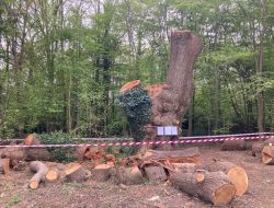 City Hall Urges Government to Safeguard London’s Historic Trees Following Enfield Oak’s Fate