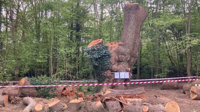 City Hall Urges Government to Safeguard London’s Historic Trees Following Enfield Oak’s Fate
